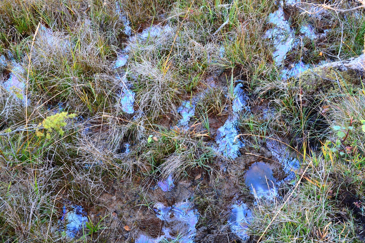 Biofilm in Trittspuren